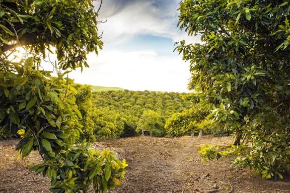 Invest in Avocado Farmland