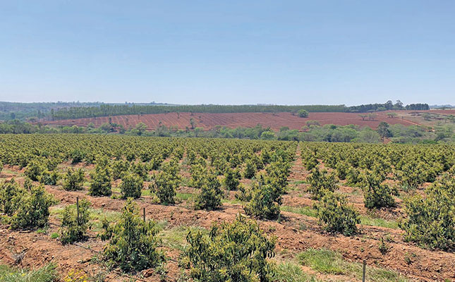 Green Gold Africa Farmland