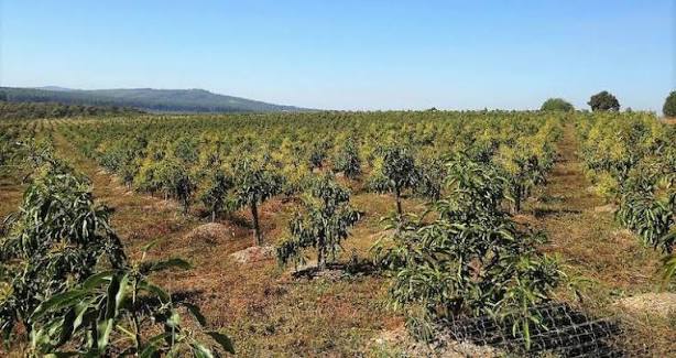 Avocado Tree Plantation